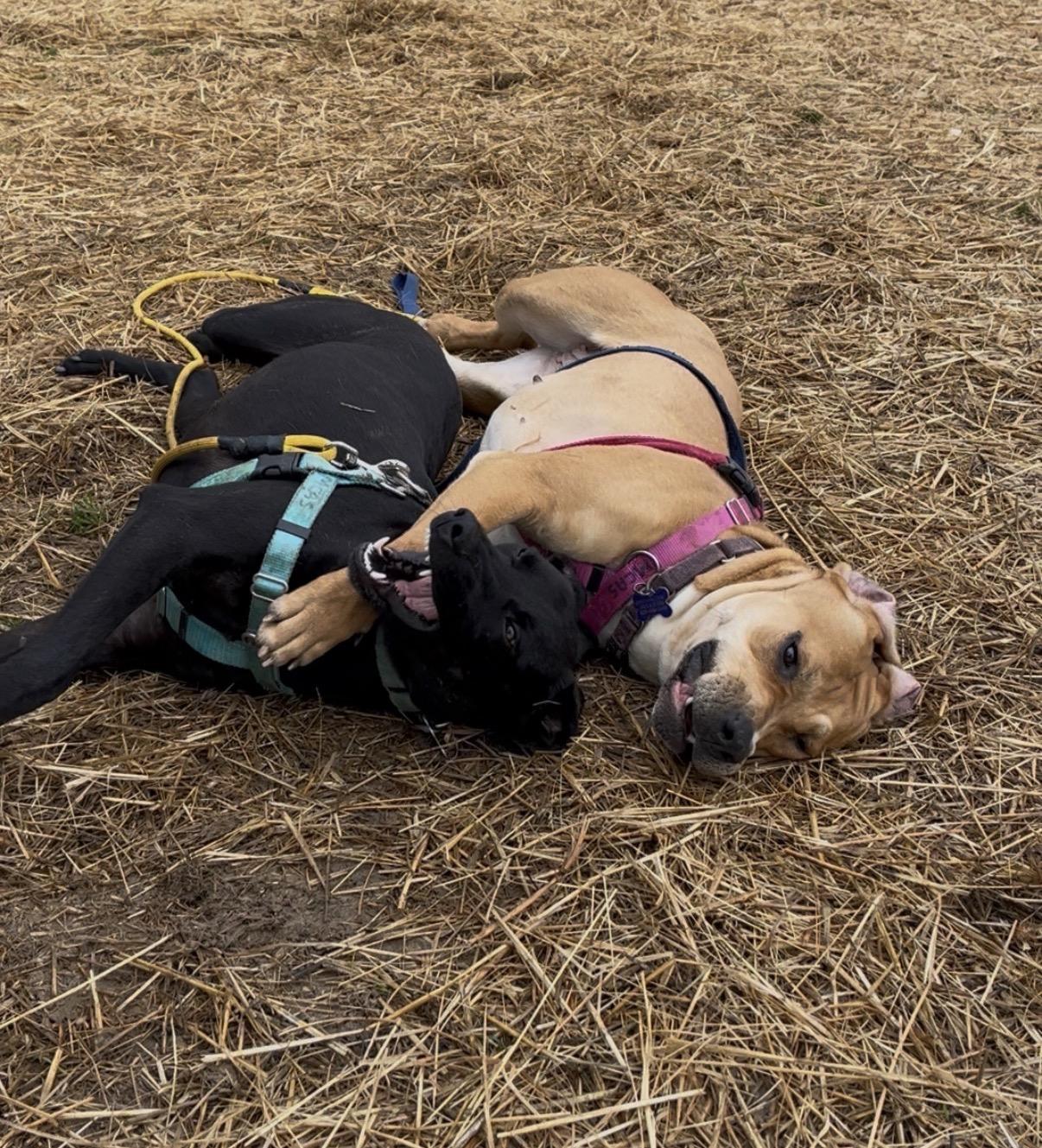 Enlarge Pixie Glitter, a Adoptable Mixed Breed in Marshall, NC image 3/6