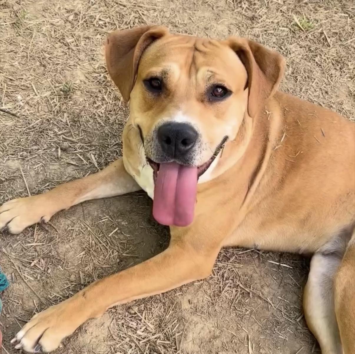 Pixie Glitter, a Adoptable Mixed Breed in Marshall, NC image 4/6