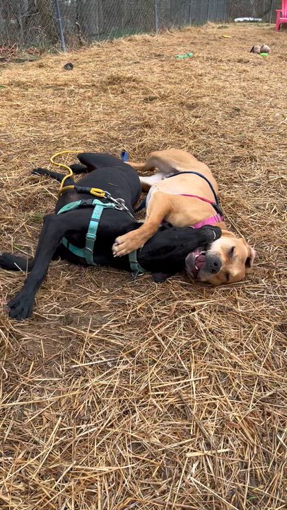 Enlarge Pixie Glitter, a Adoptable Mixed Breed in Marshall, NC video 2/6