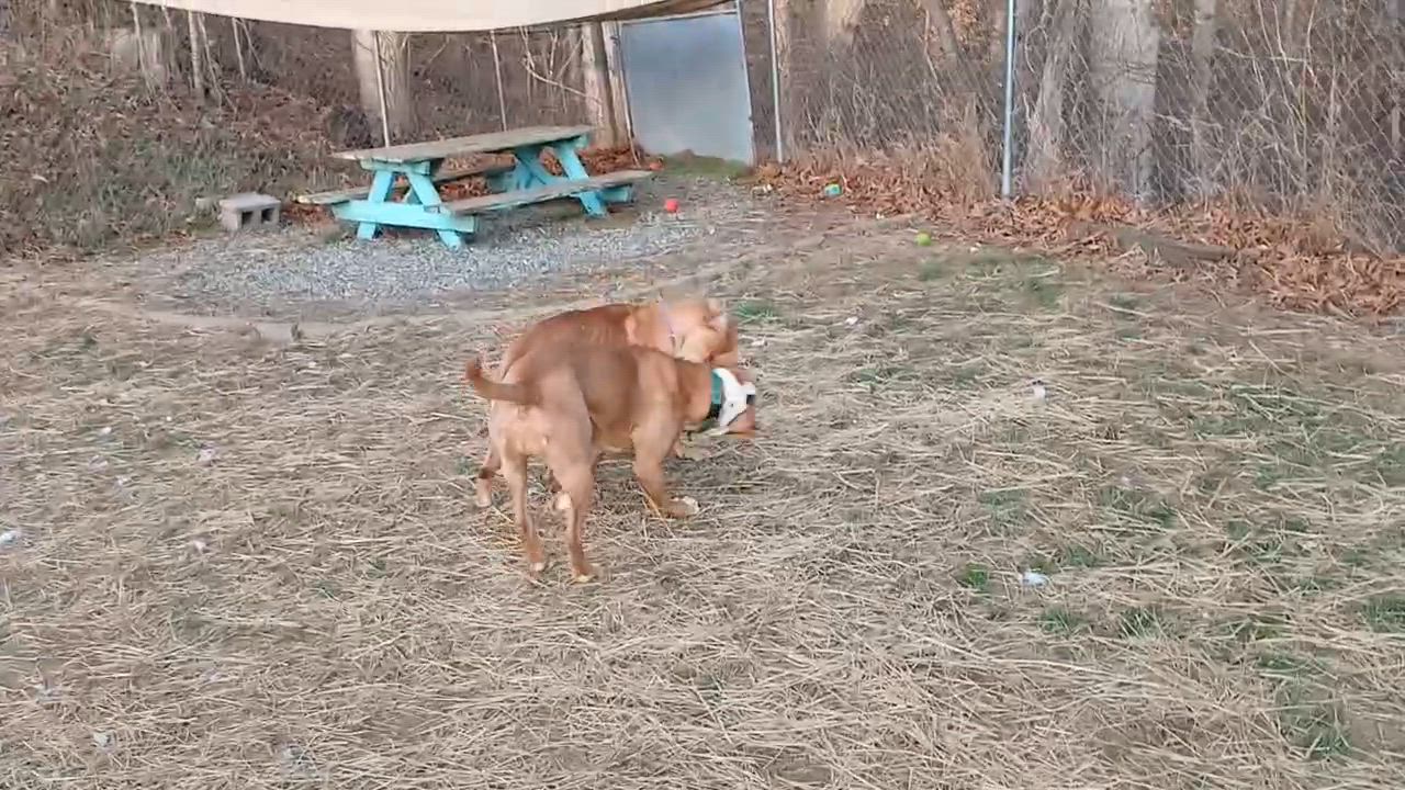 Enlarge Pixie Glitter, a Adoptable Mixed Breed in Marshall, NC video 2/6