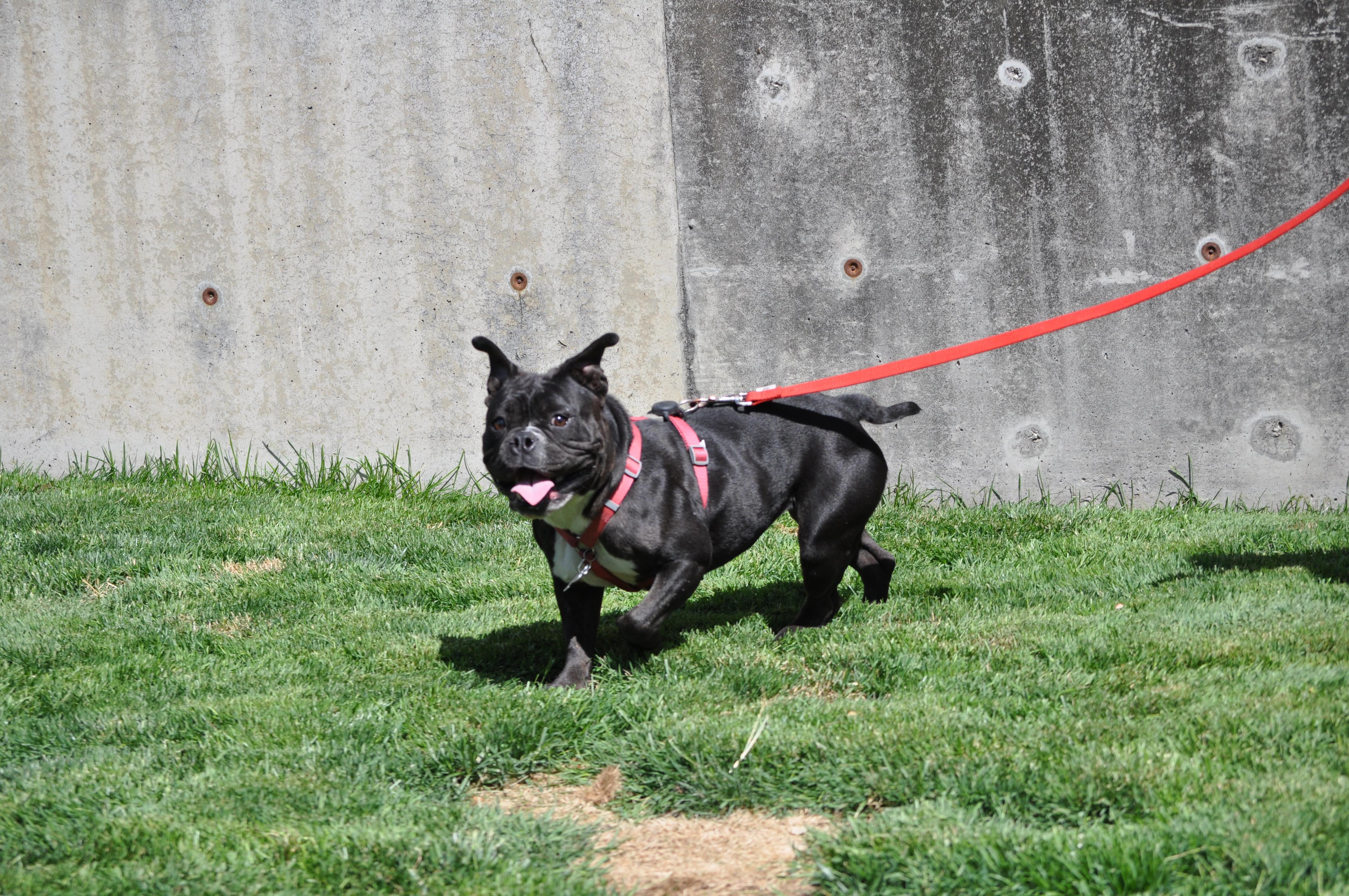 Enlarge Yzma, a ADOPTABLE mixed breed in Union Gap, WA image 3/6