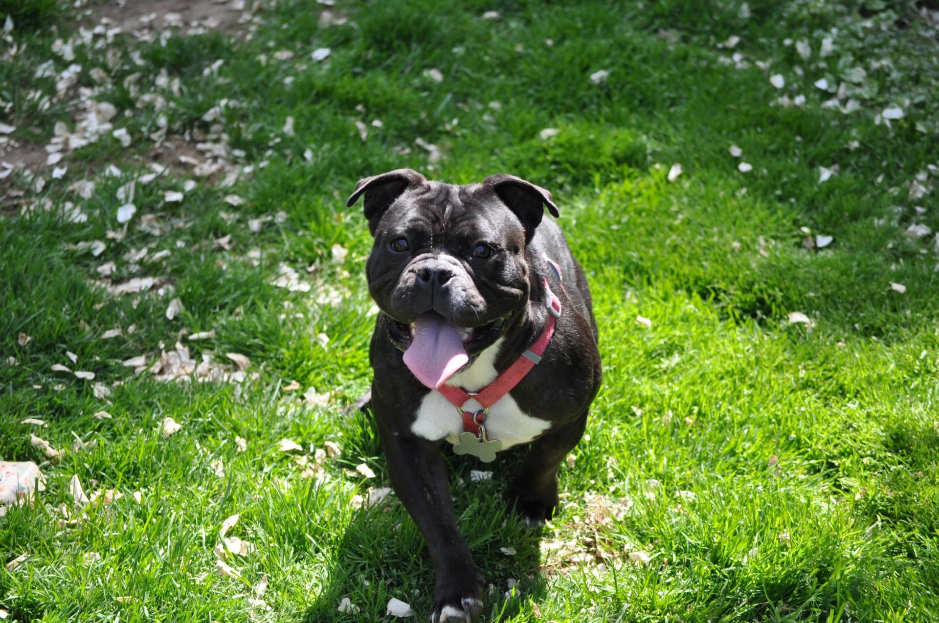 Enlarge Yzma, a ADOPTABLE mixed breed in Union Gap, WA image 6/6