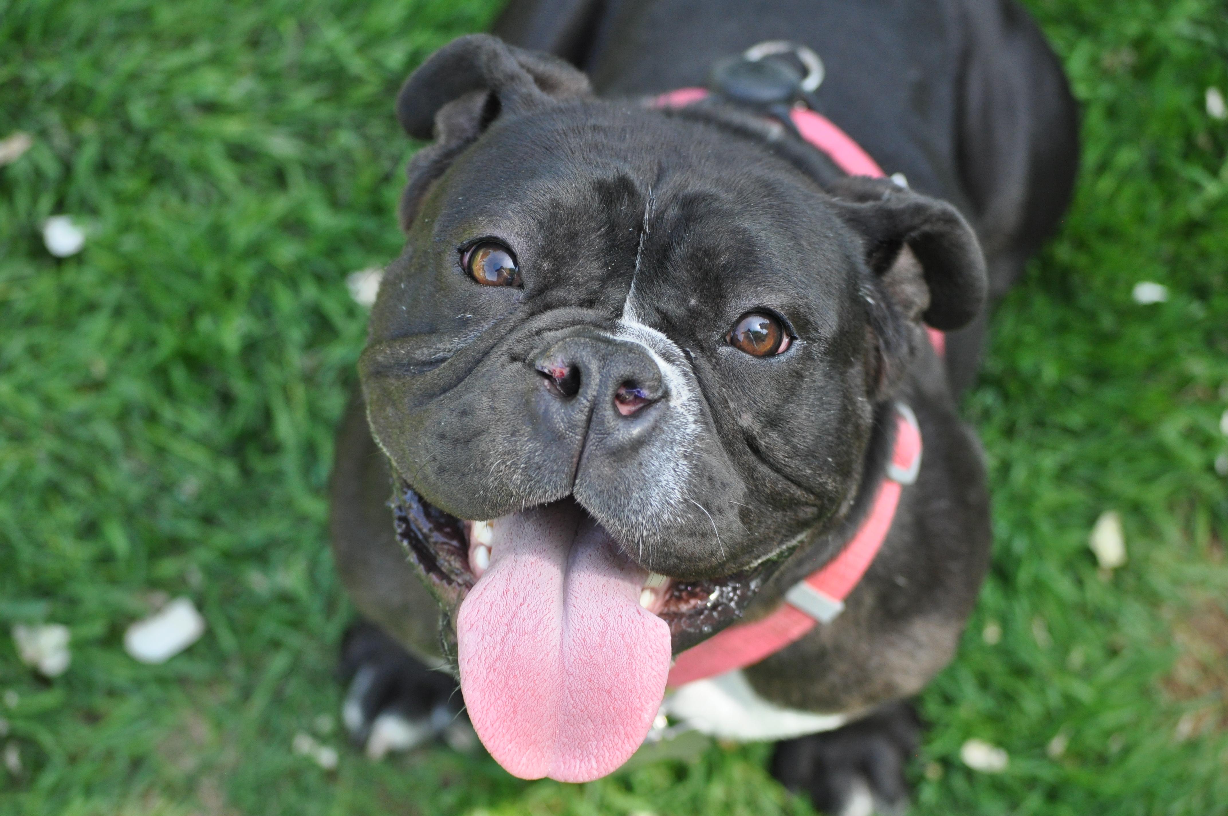 Enlarge Yzma, a ADOPTABLE mixed breed in Union Gap, WA image 1/6