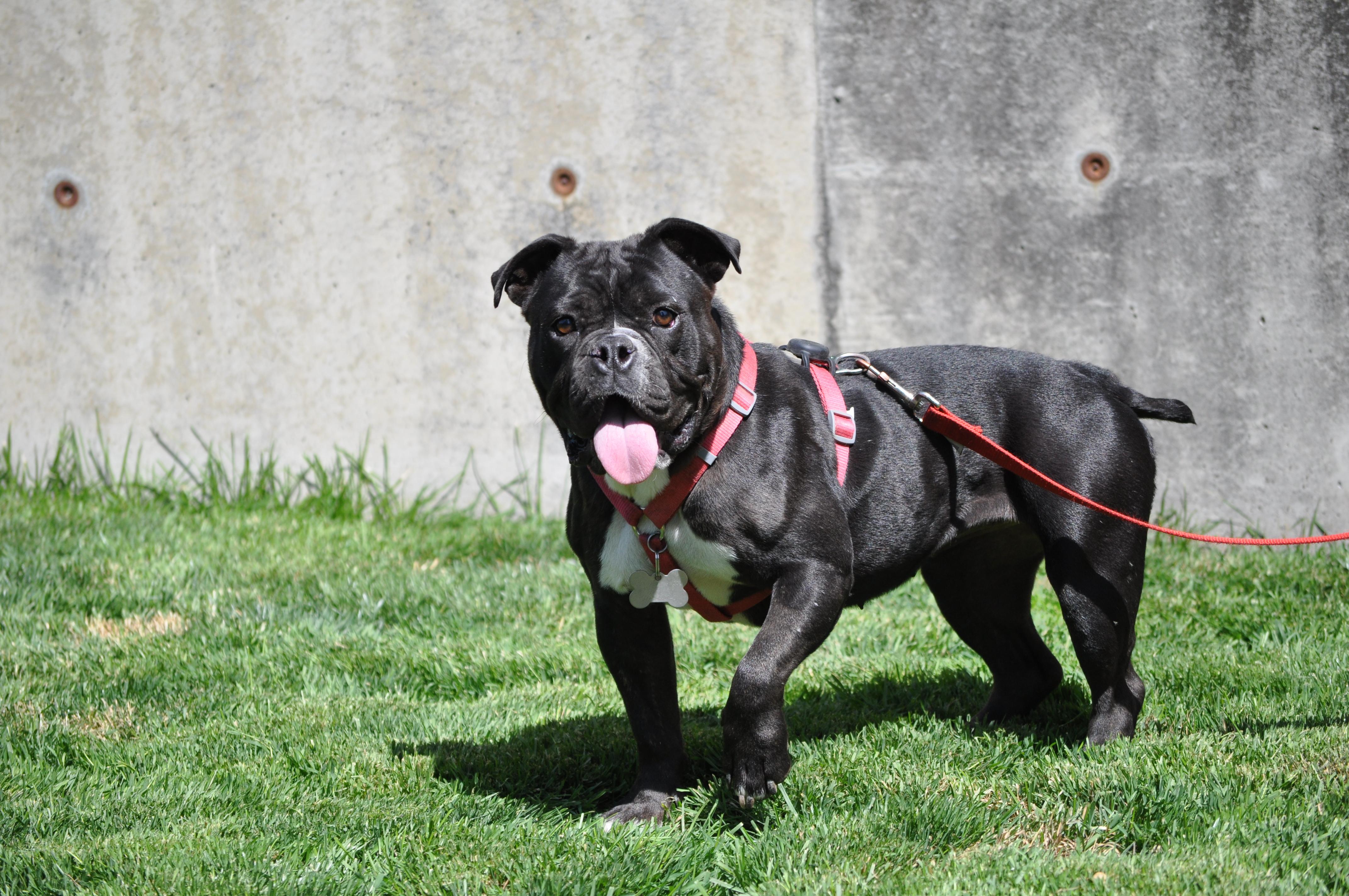 Enlarge Yzma, a ADOPTABLE mixed breed in Union Gap, WA image 2/6