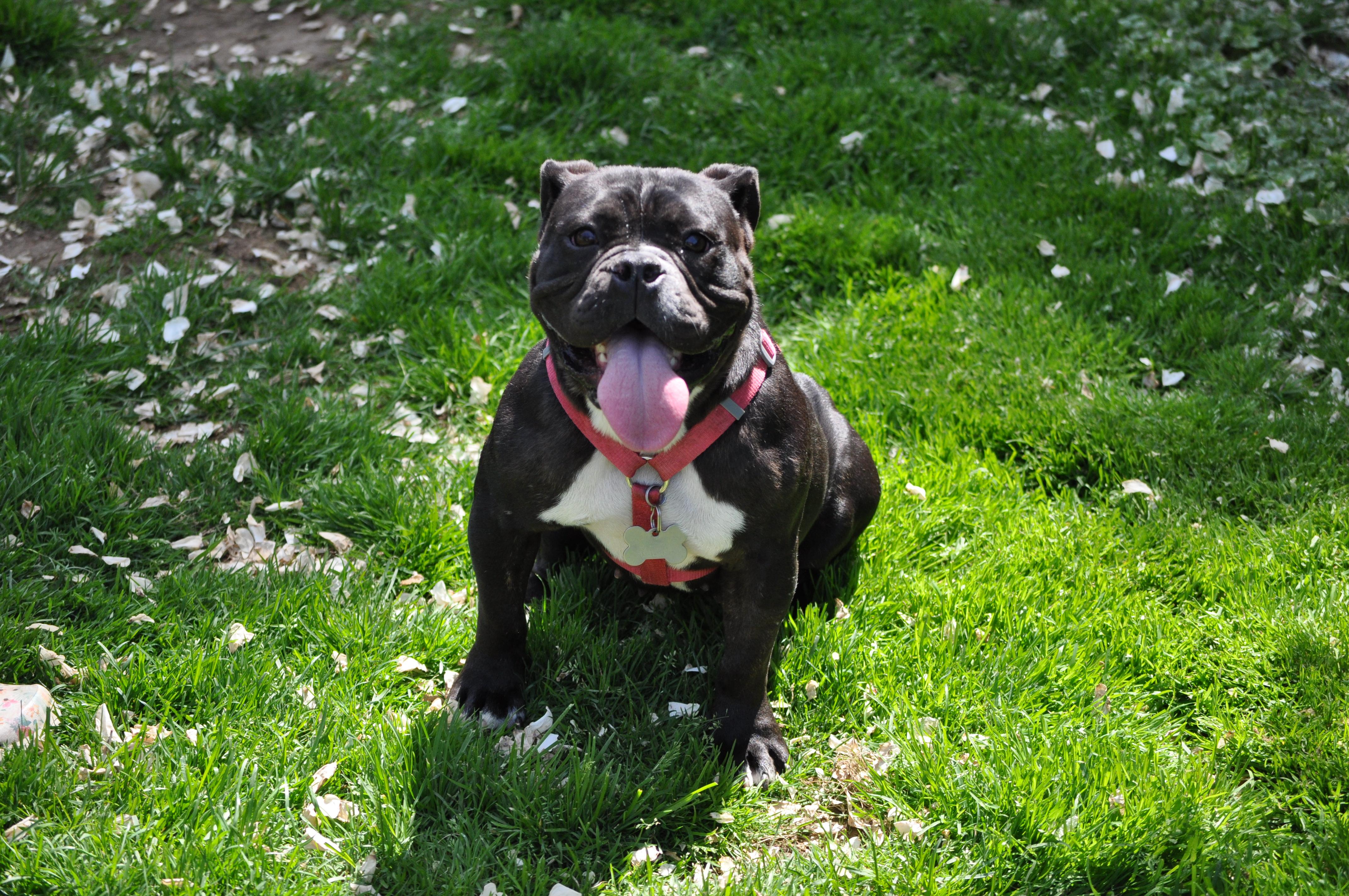 Yzma, ADOPTABLE, Young Female Bulldog.