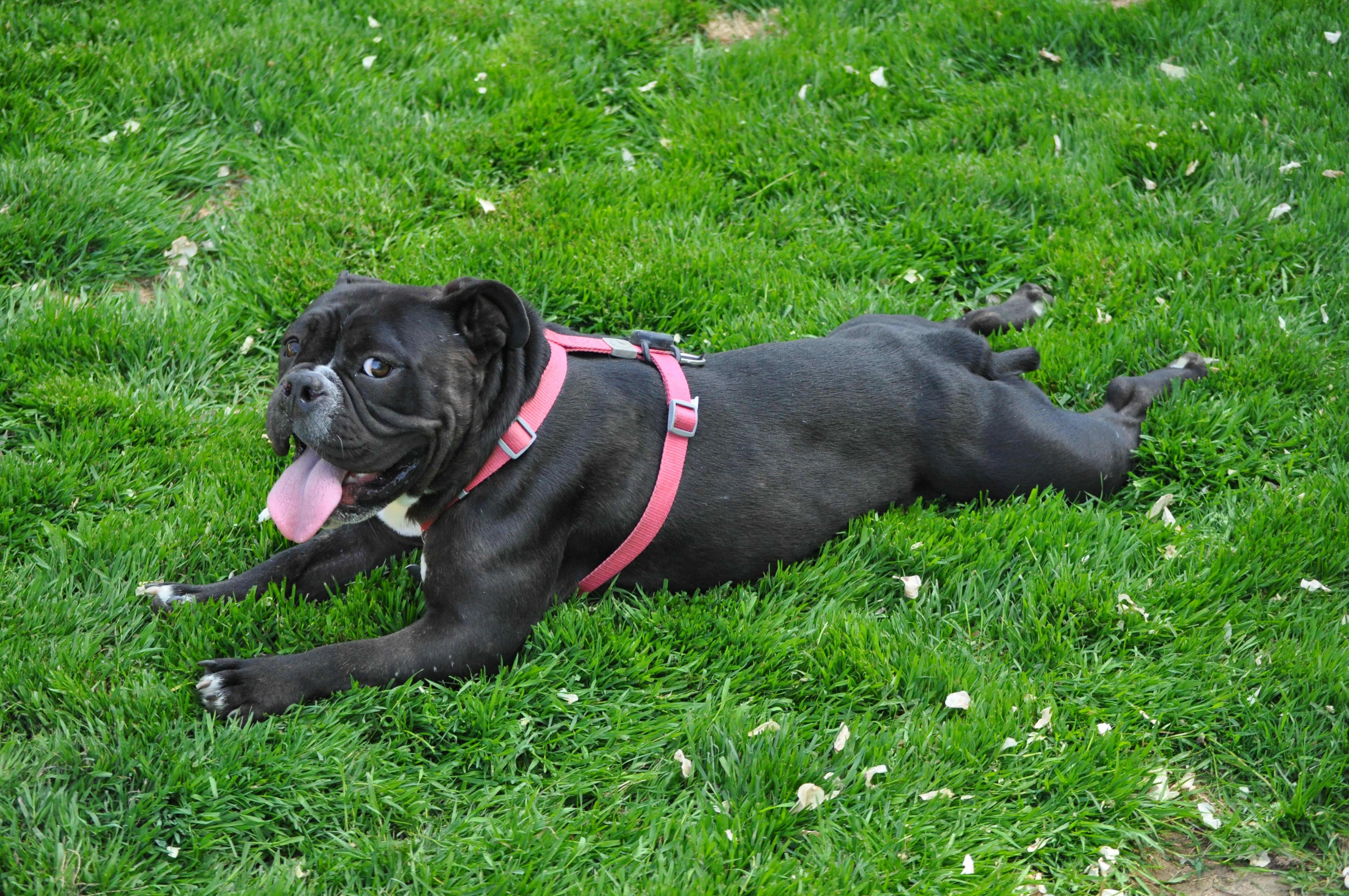 Enlarge Yzma, a ADOPTABLE mixed breed in Union Gap, WA image 4/6