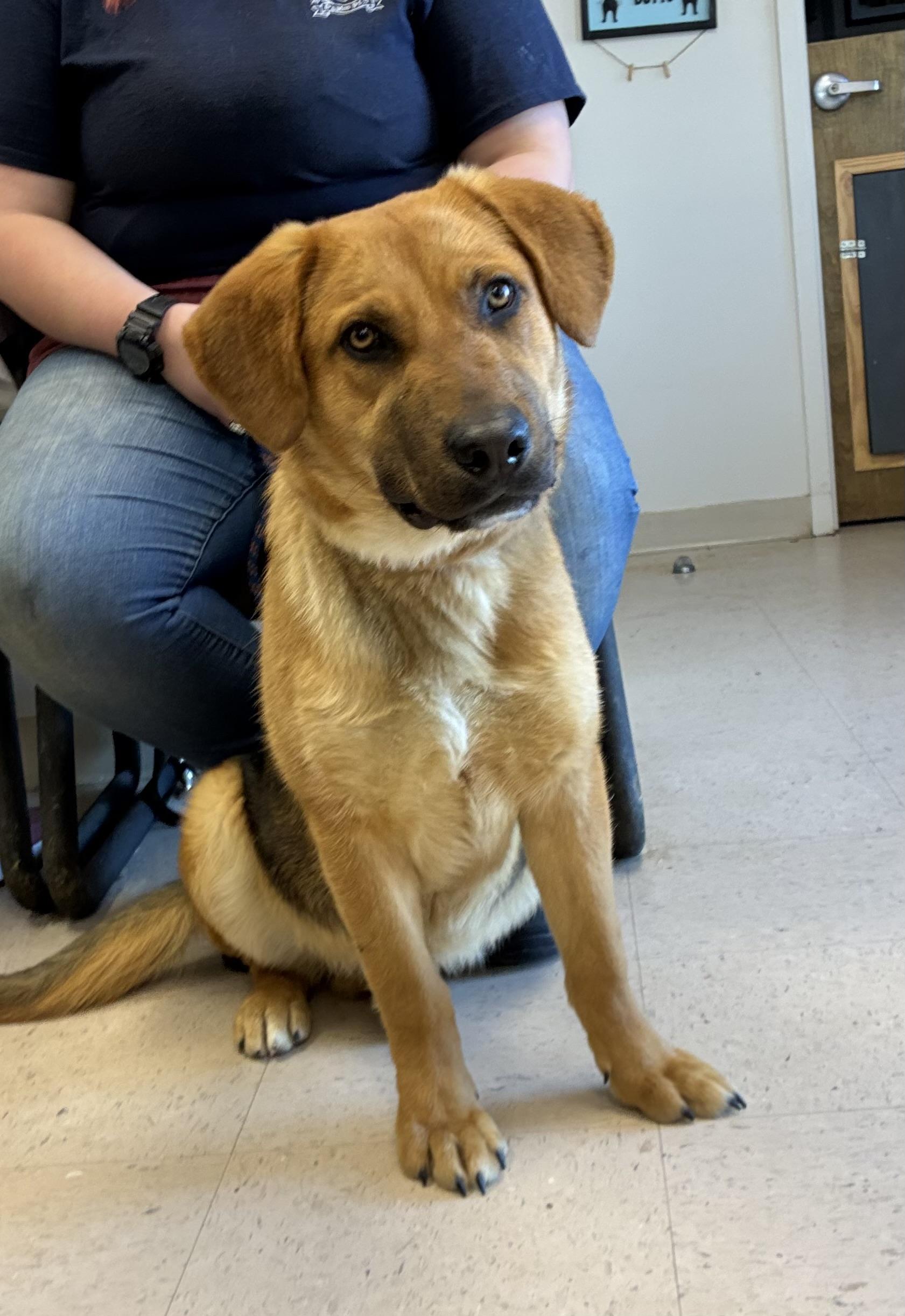 Enlarge Leo, an adopted mixed breed in Senatobia, MS image 3/3