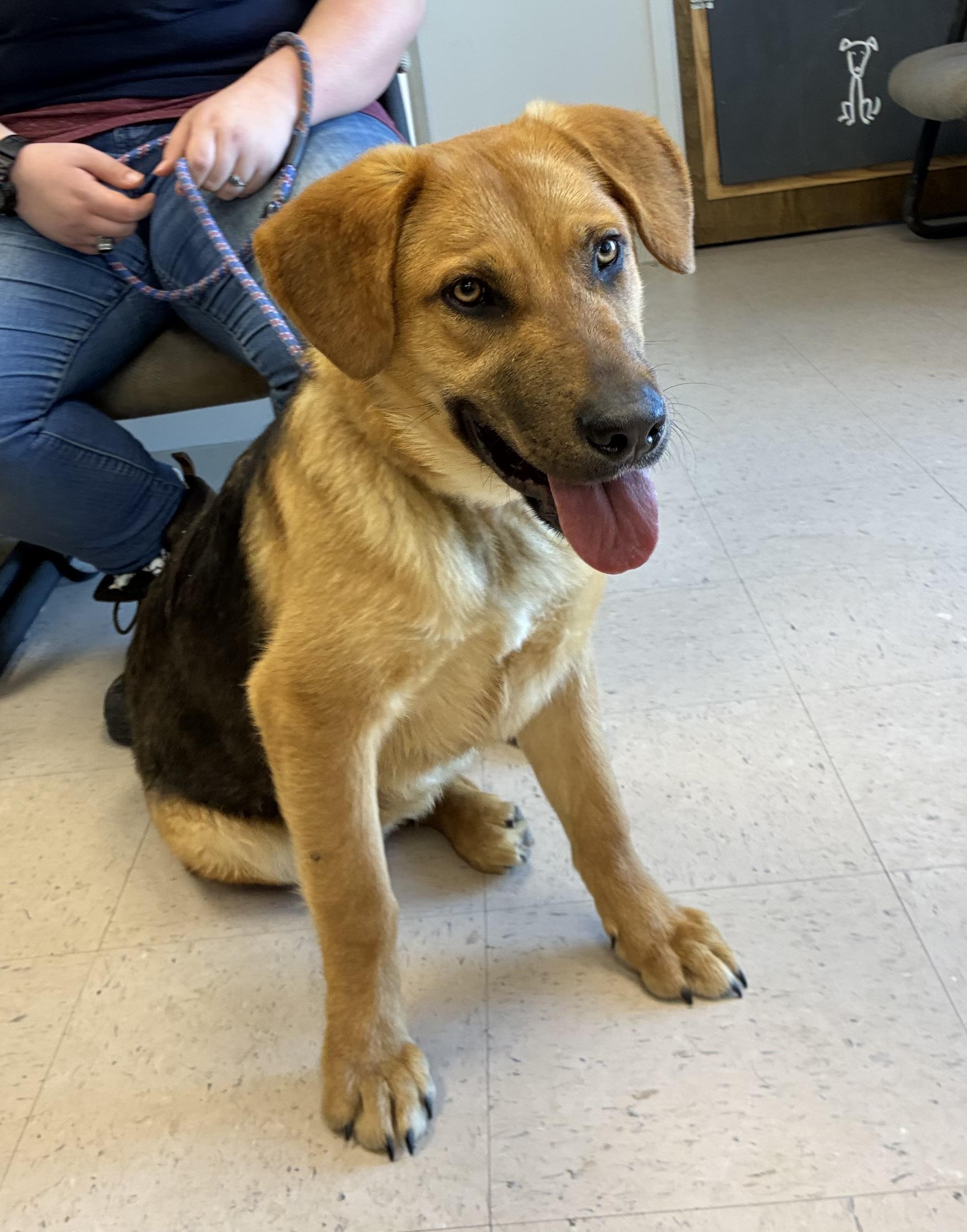 Leo, adopted, Adult Male Shepherd.
