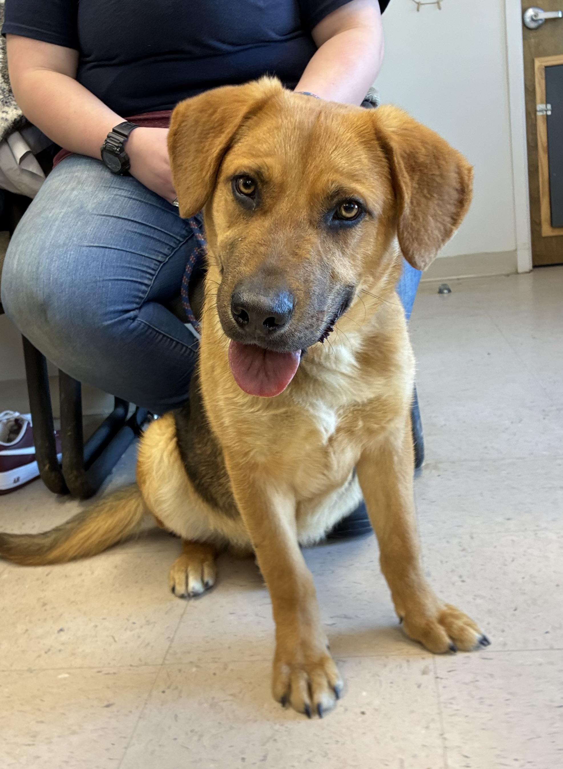 Enlarge Leo, an adopted mixed breed in Senatobia, MS image 2/3
