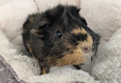 Maverick, Adoptable, Young Male Guinea Pig.