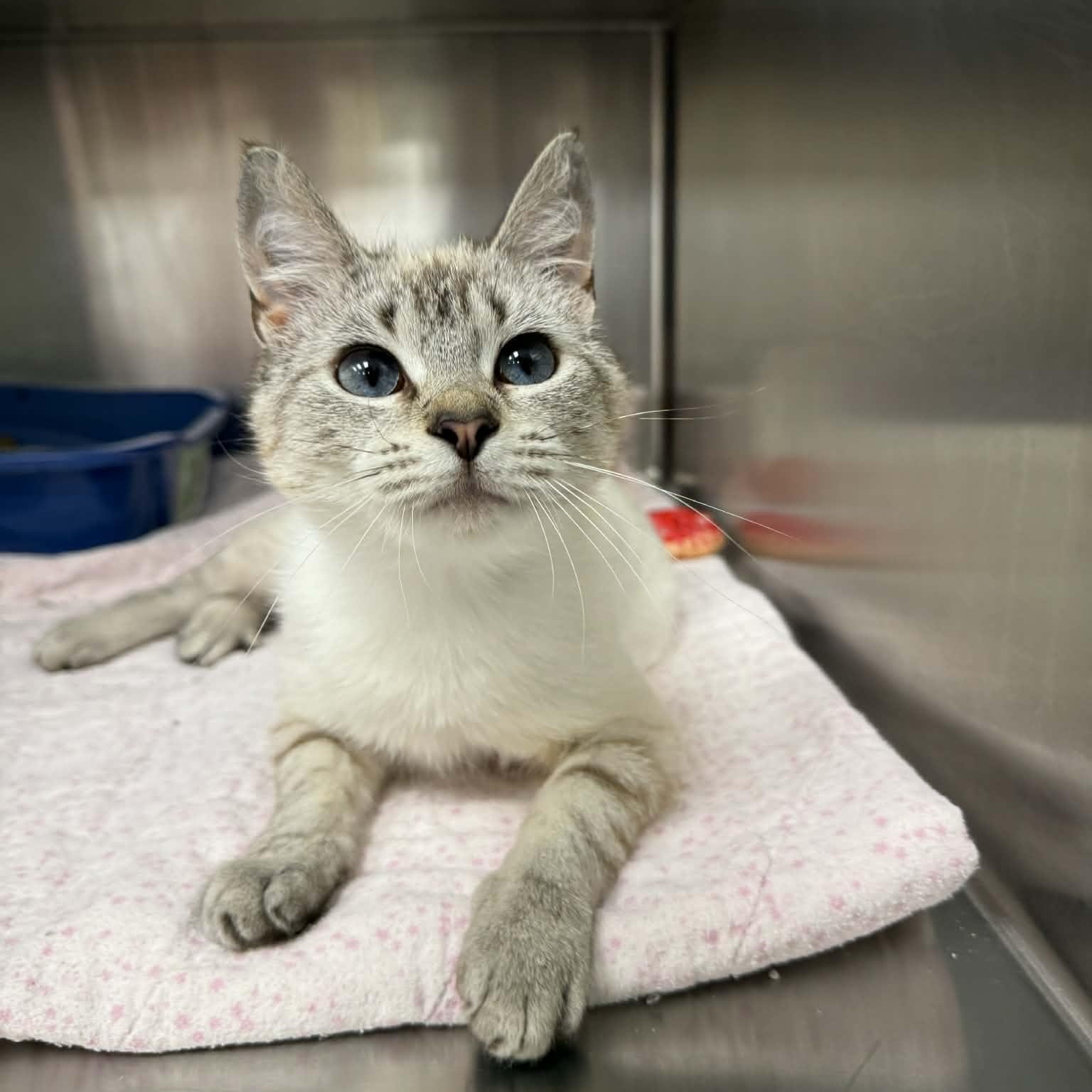Enlarge Peekaboo Petals, an adopted Domestic Short Hair in Martinsville, IN image 1/3
