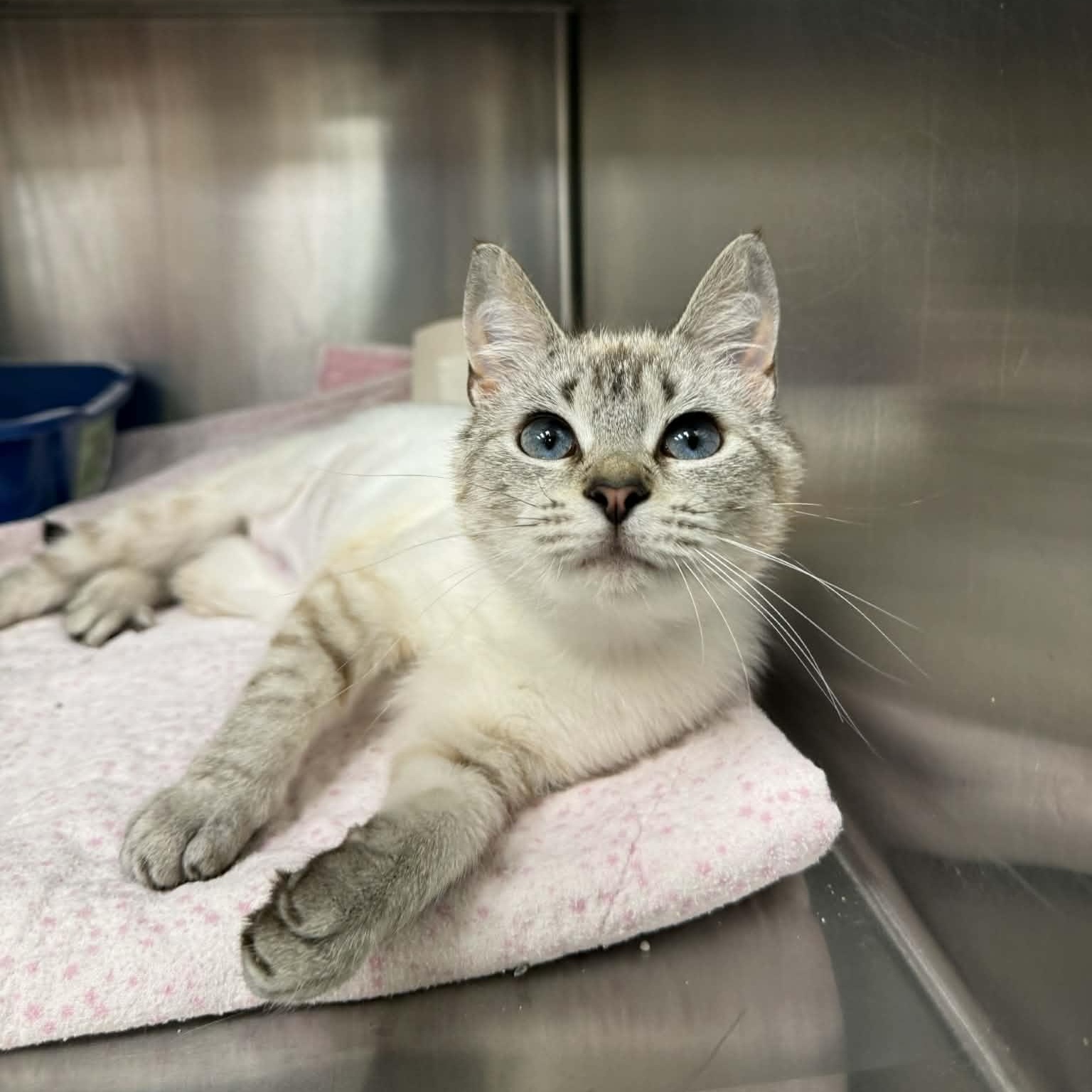 Enlarge Peekaboo Petals, an adopted Domestic Short Hair in Martinsville, IN image 3/3