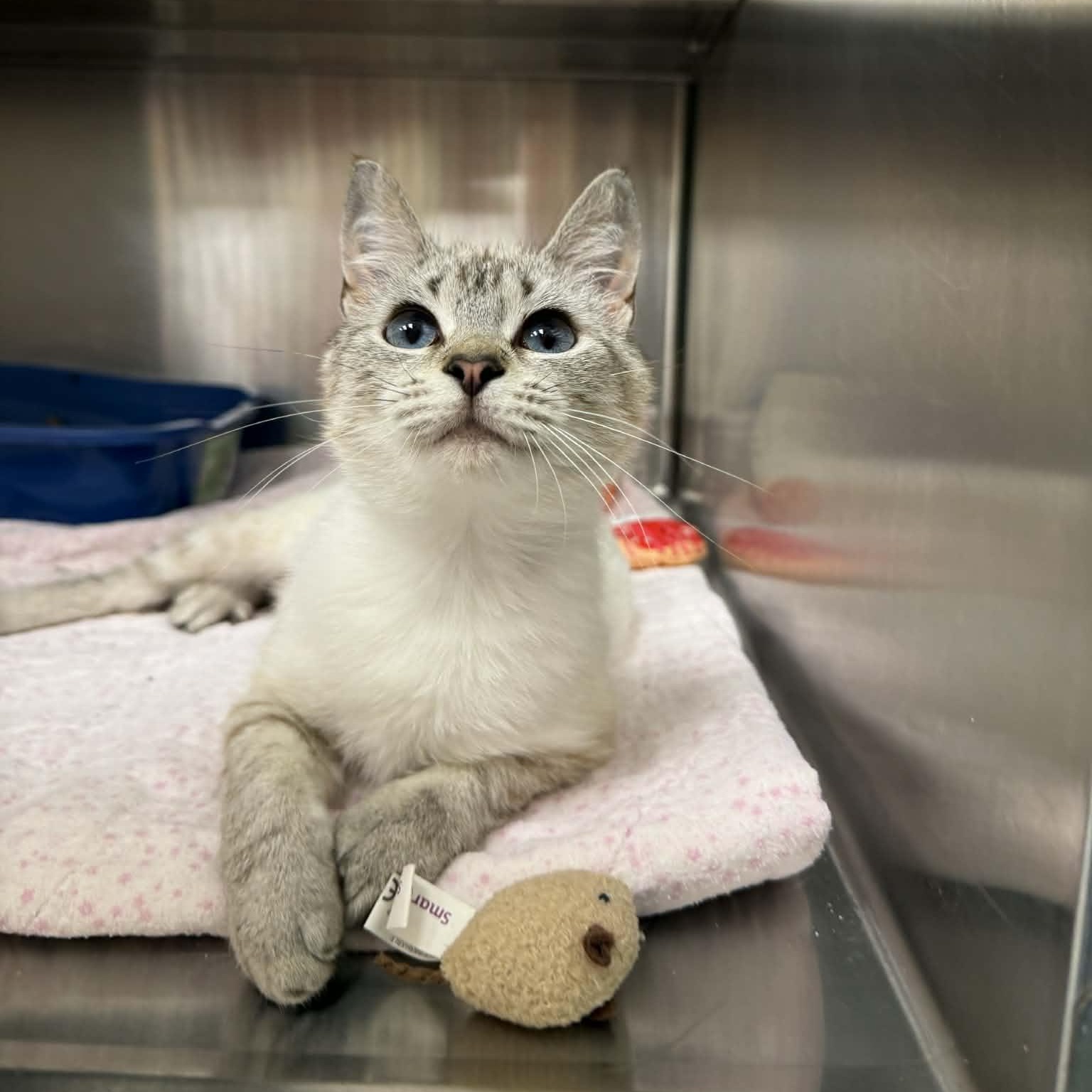 Enlarge Peekaboo Petals, an adopted Domestic Short Hair in Martinsville, IN image 2/3