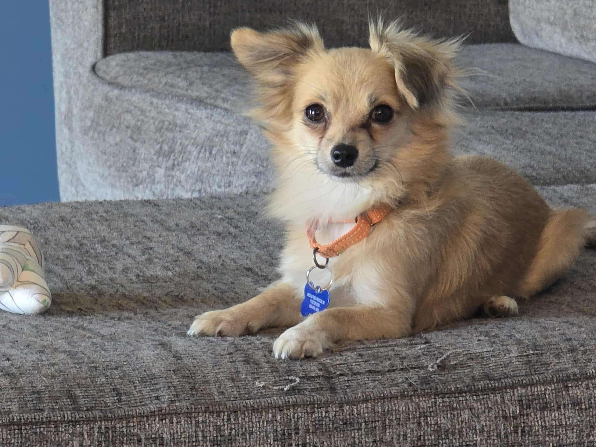 Enlarge Toga, an adoptable mixed breed in De Pere, WI image 1/3