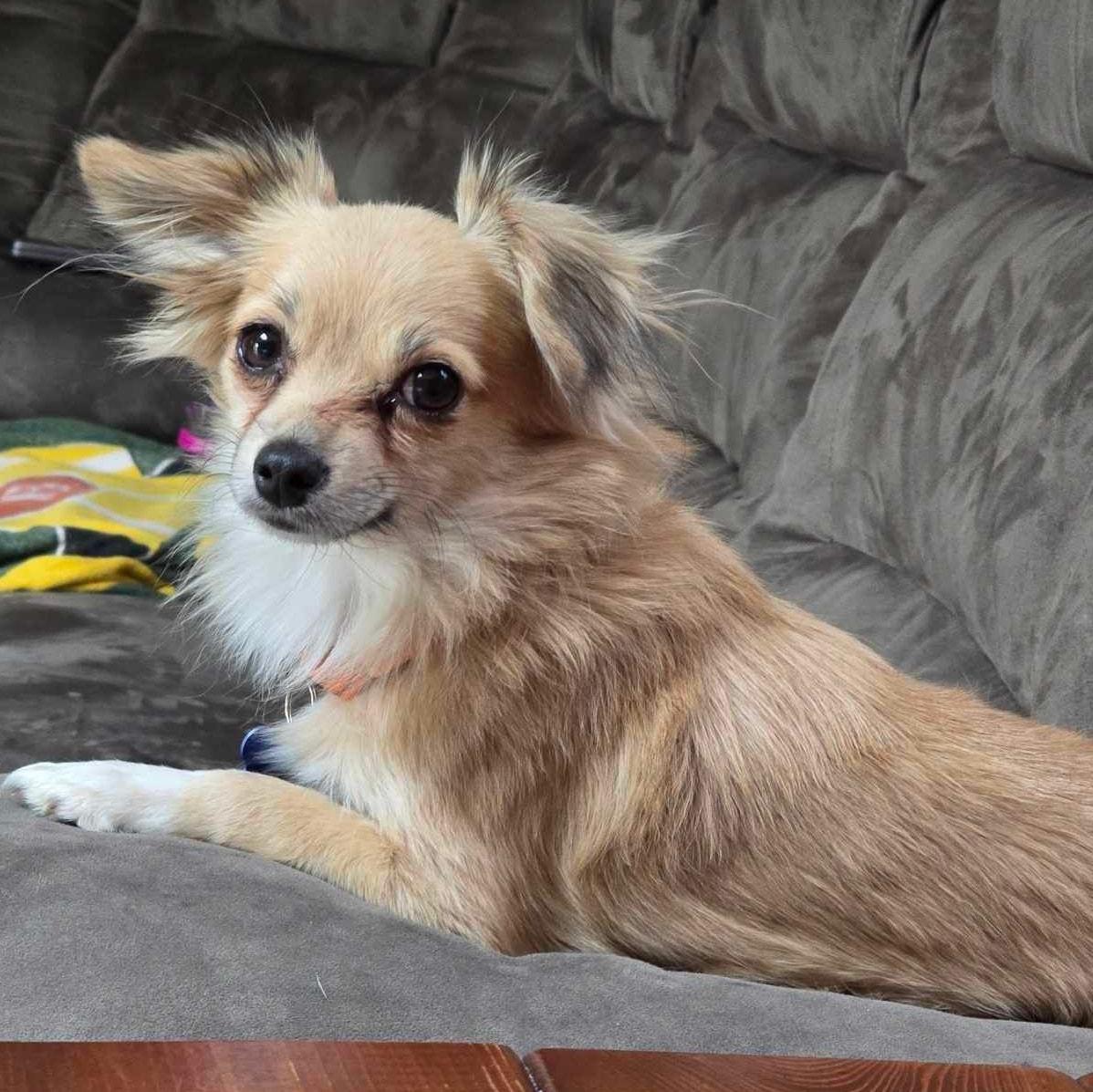 Enlarge Toga, an adoptable mixed breed in De Pere, WI image 2/3