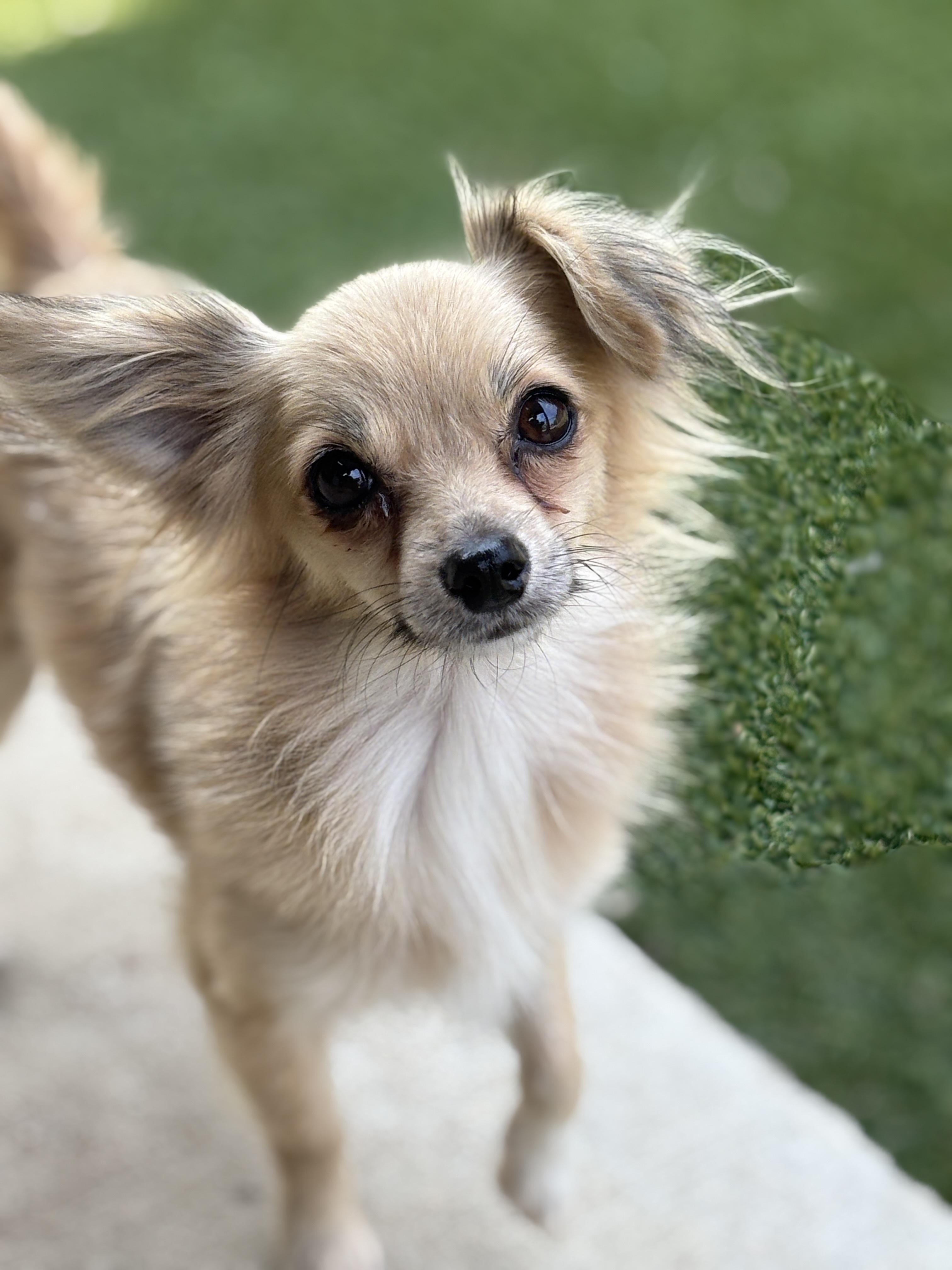 Enlarge Toga, an adoptable mixed breed in De Pere, WI image 3/3