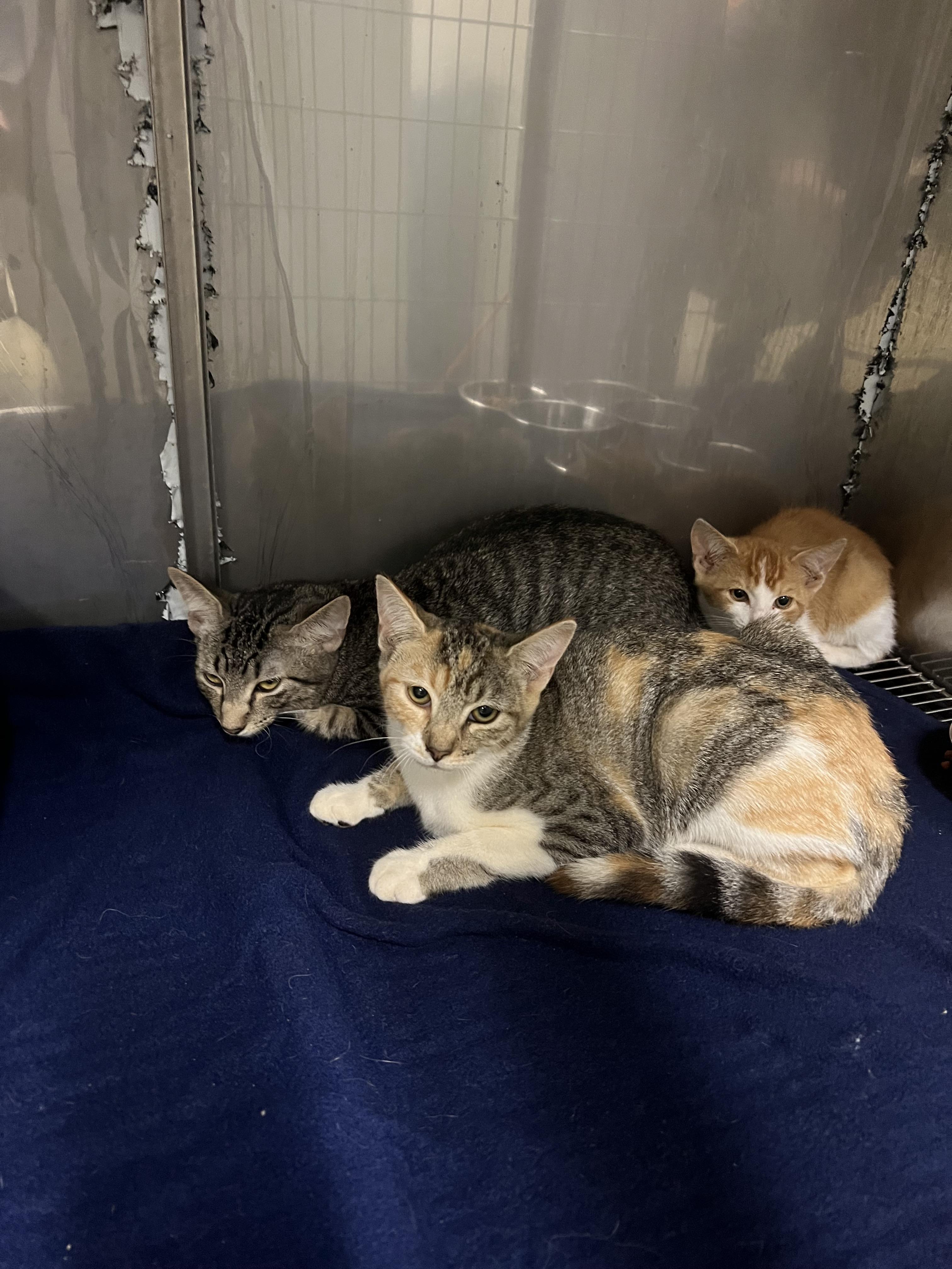 Latte, Pumpkin, Acorn, Adoptable, Kitten Female Domestic Short Hair.
