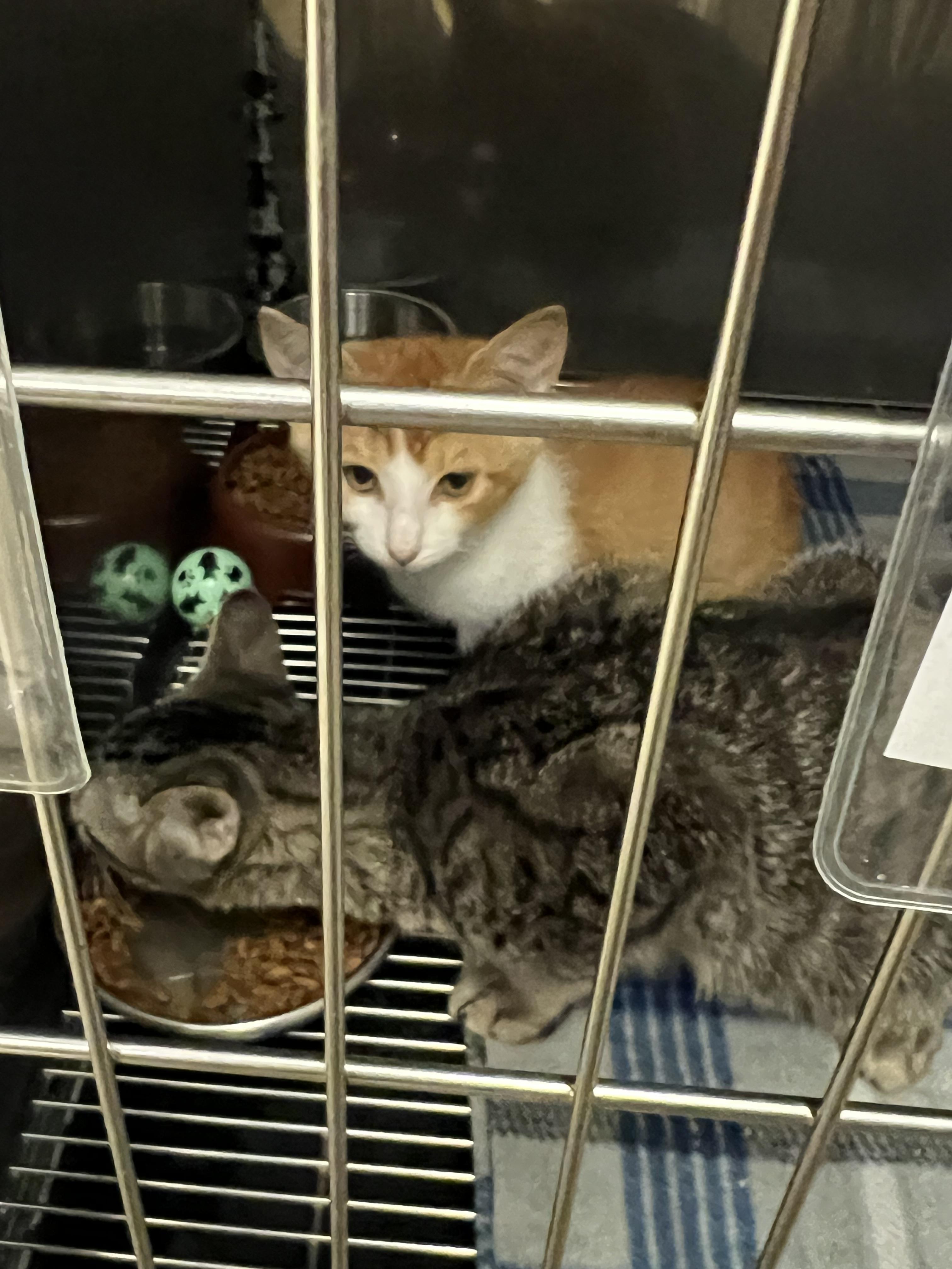 Enlarge Latte, Pumpkin, Acorn, a Adoptable Domestic Short Hair in sparta, NC image 2/4