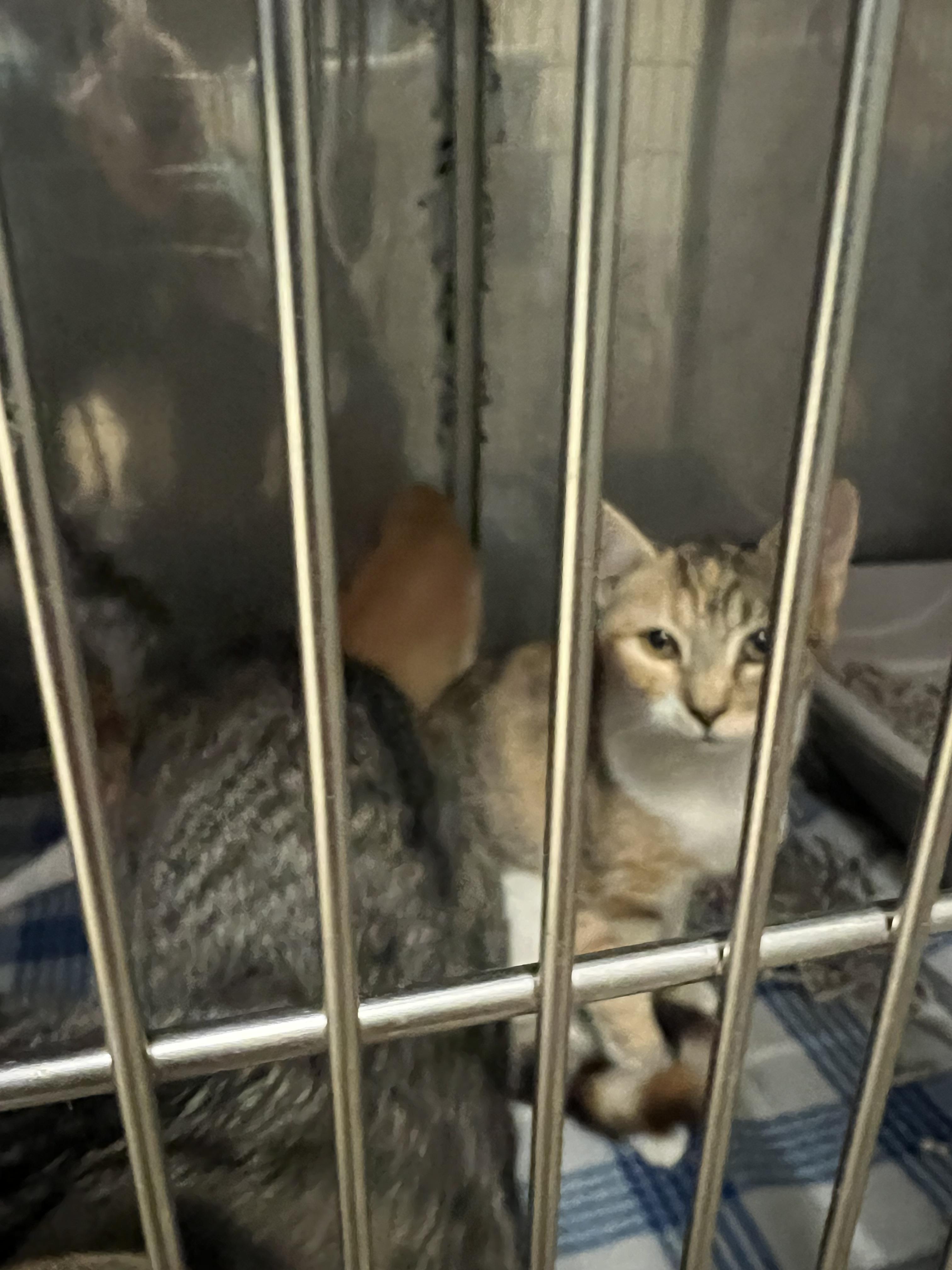Enlarge Latte, Pumpkin, Acorn, a Adoptable Domestic Short Hair in sparta, NC image 4/4