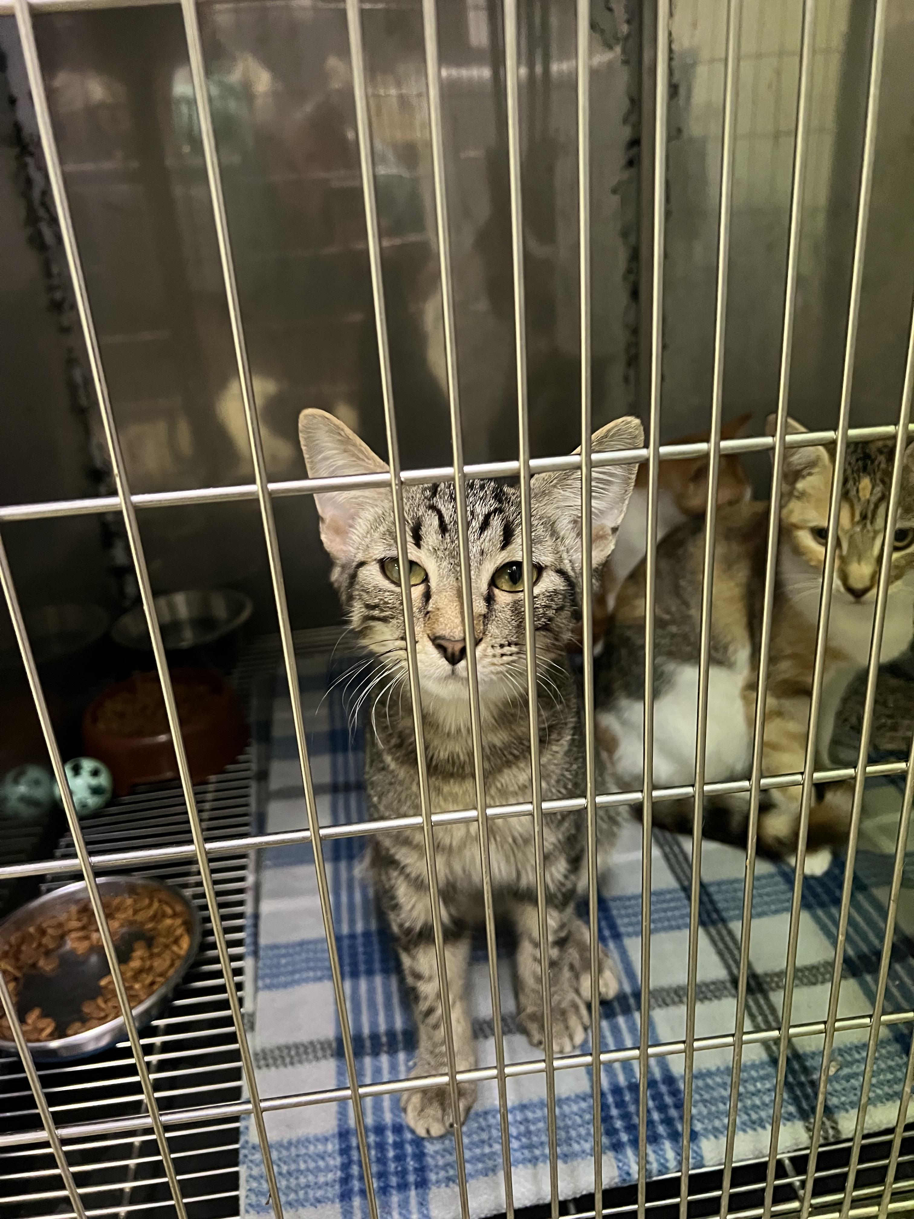 Enlarge Latte, Pumpkin, Acorn, a Adoptable Domestic Short Hair in sparta, NC image 3/4