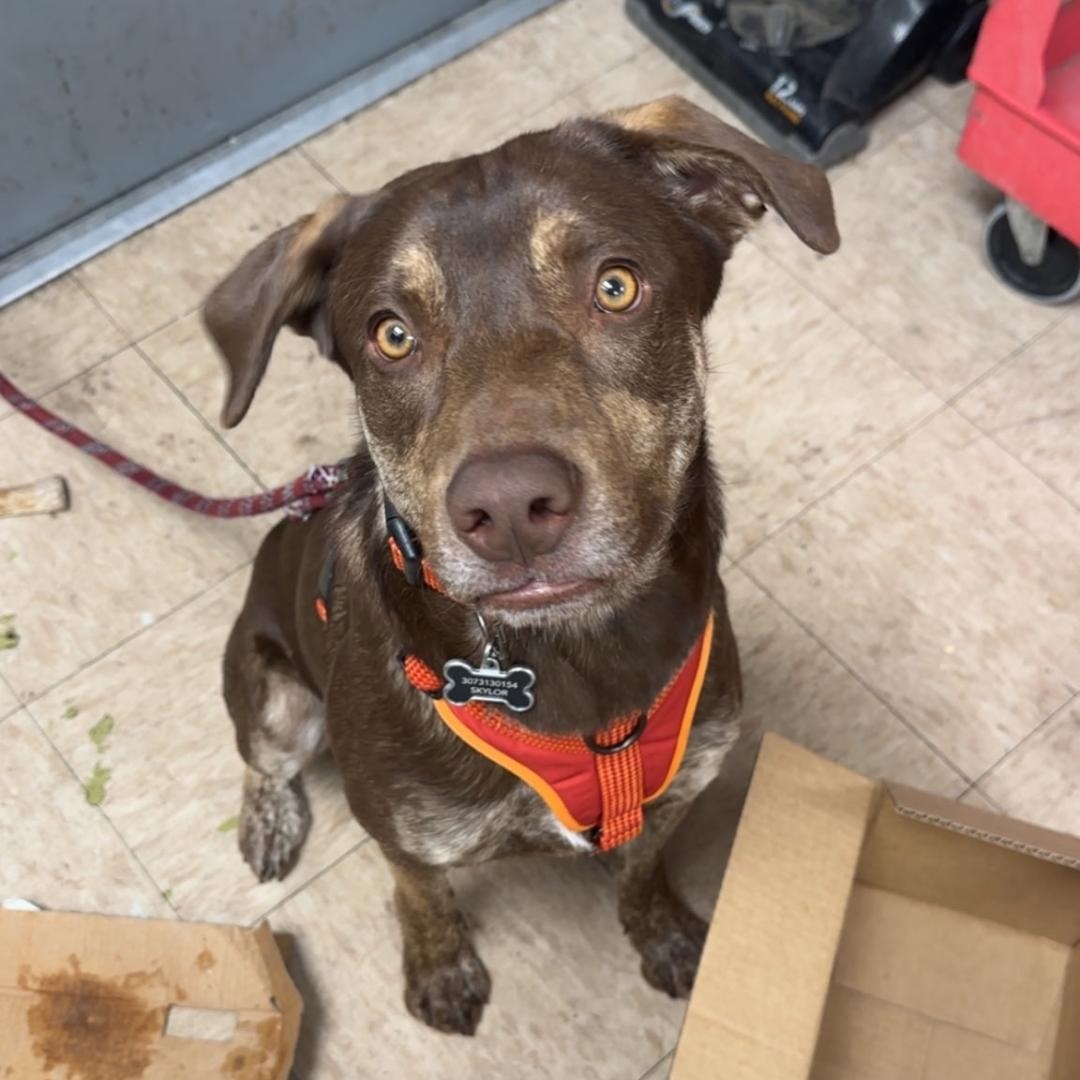 Remy, an adoption pending mixed breed in Thayne, WY image 1/3