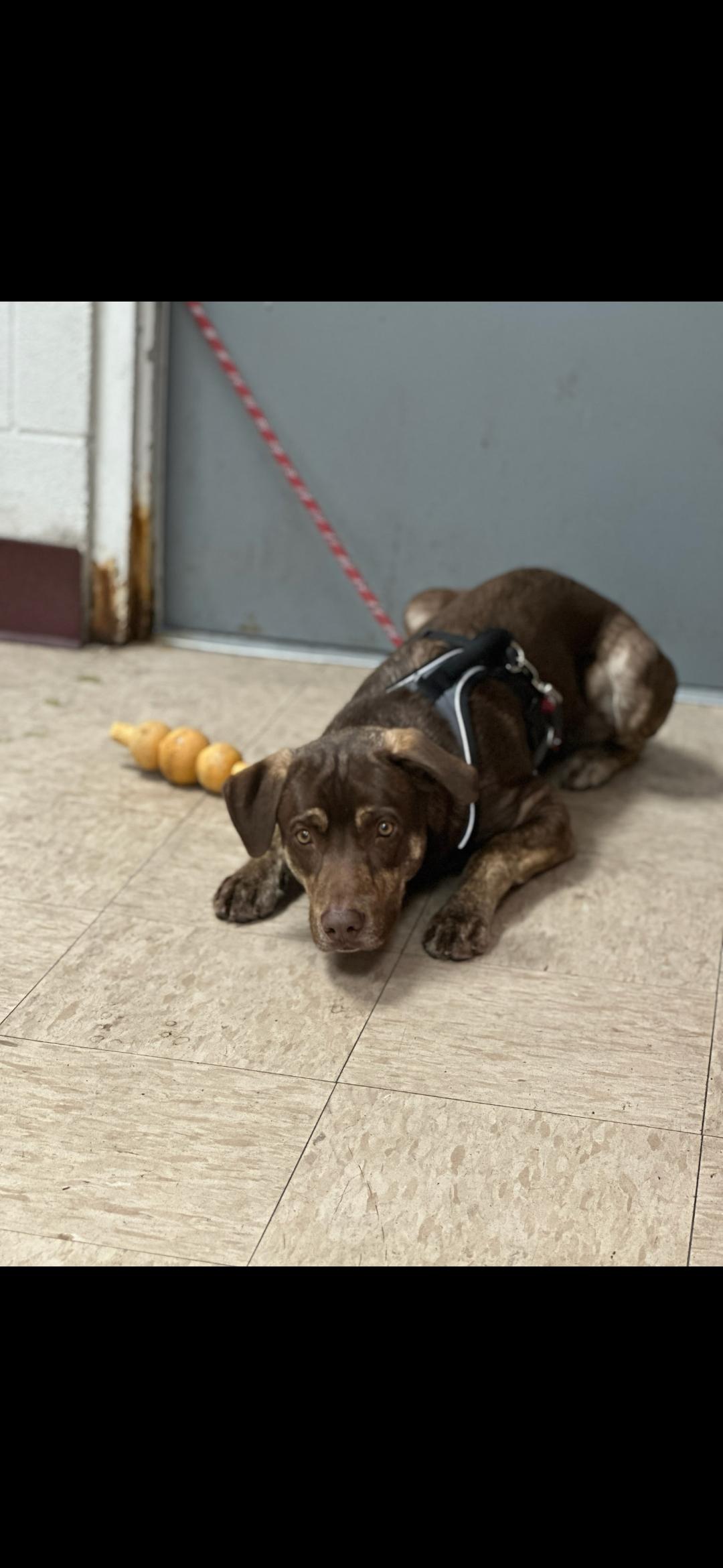 Remy, an adoptable Catahoula Leopard Dog, Chocolate Labrador Retriever in Thayne, WY, 83127 | Photo Image 2