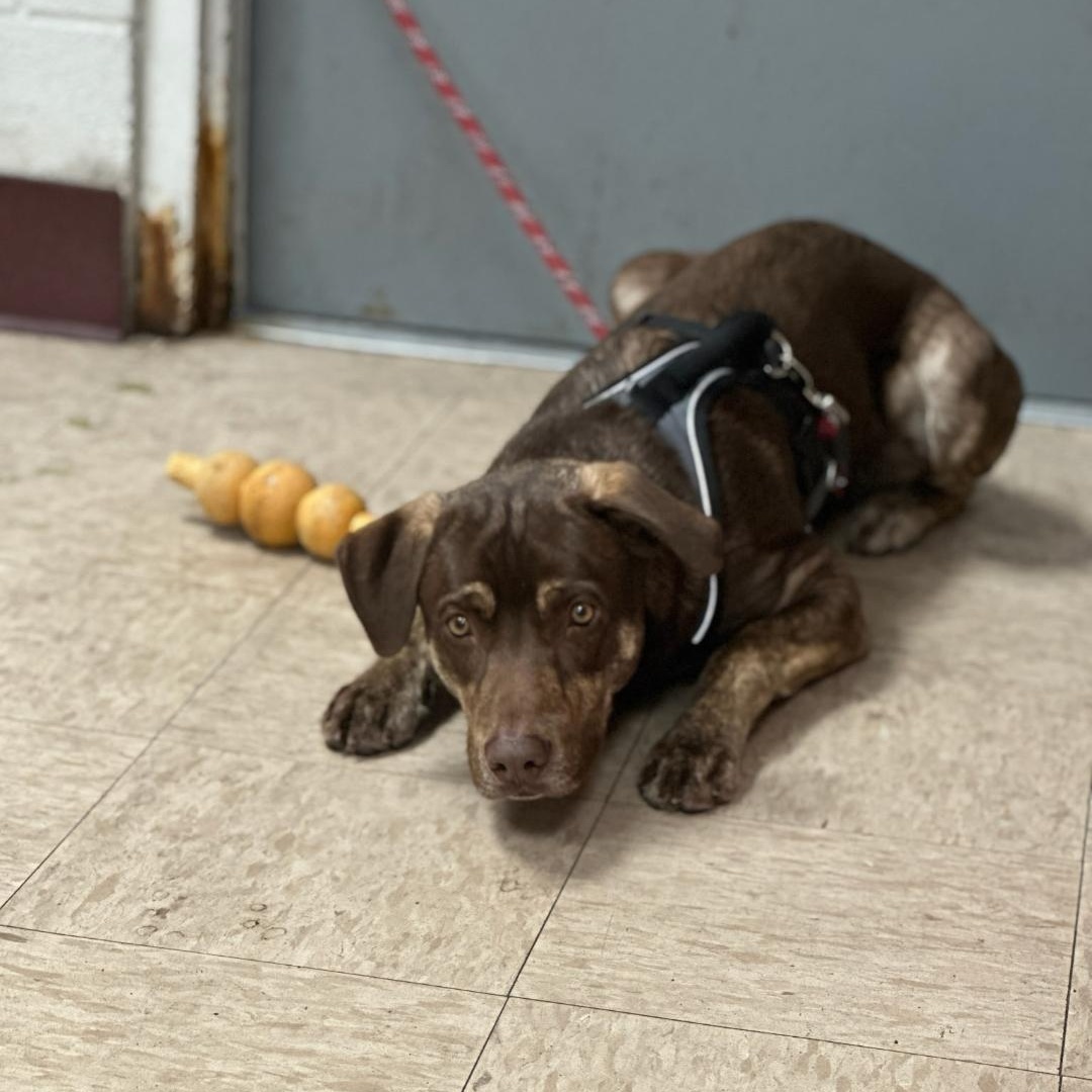 Remy, an adoption pending mixed breed in Thayne, WY image 2/3
