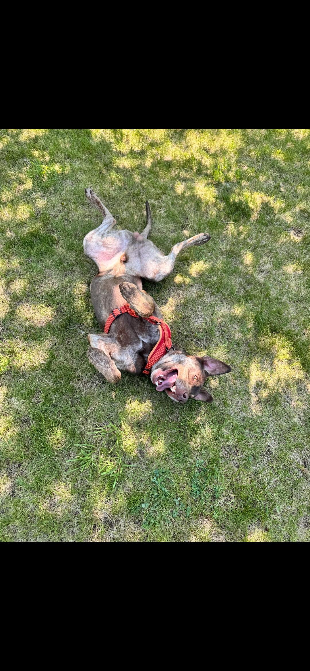 Remy, an adoptable Catahoula Leopard Dog, Chocolate Labrador Retriever in Thayne, WY, 83127 | Photo Image 3