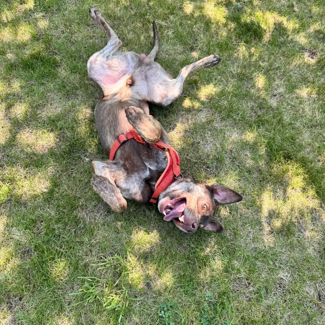 Remy, an adoption pending mixed breed in Thayne, WY image 3/3