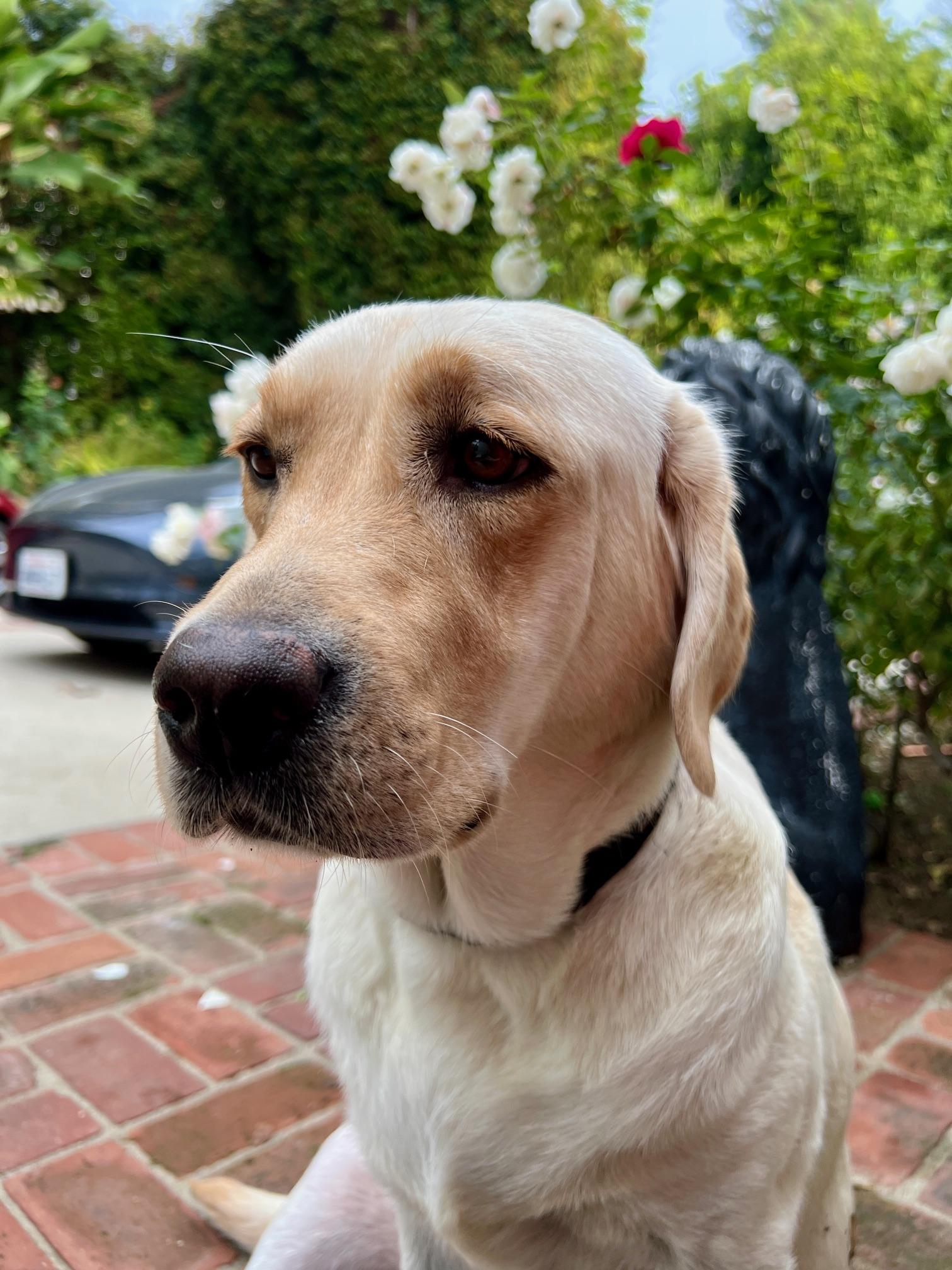 Enlarge Angel, a Adoptable Yellow Labrador Retriever in Burbank, CA image 2/6