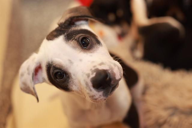 RUDY, Adoptable, Puppy Female Husky & Mixed Breed.