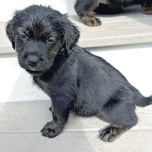 Enlarge Molly, a ADOPTABLE mixed breed in Boston, MA image 1/1