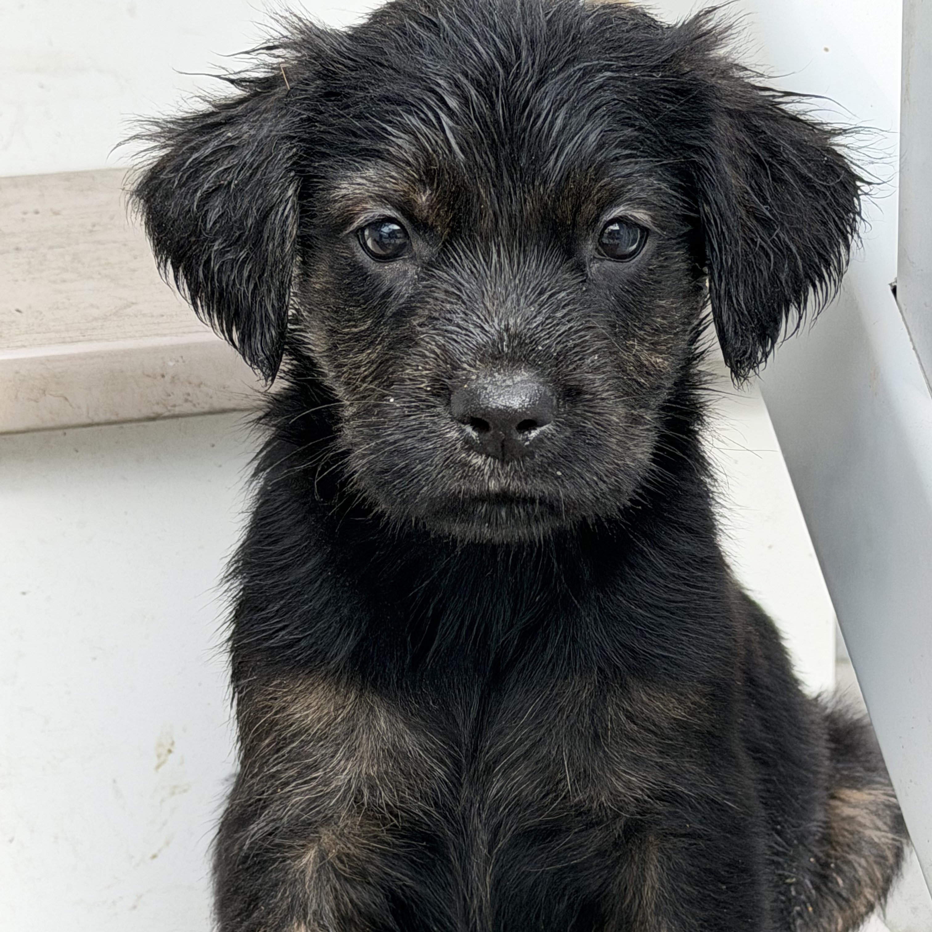 Enlarge Molly, a ADOPTABLE mixed breed in Boston, MA image 6/6