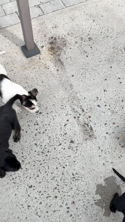 Enlarge Molly, a ADOPTABLE mixed breed in Boston, MA video 4/6