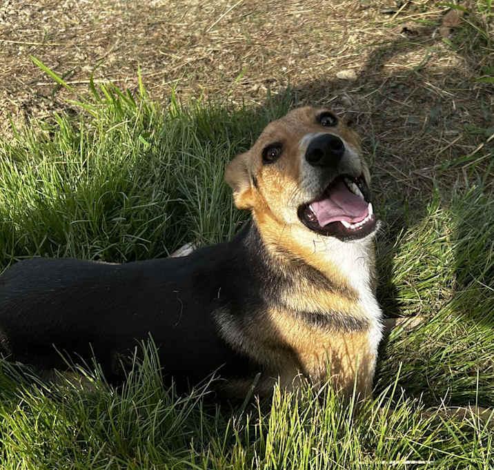 Noodle, Adoptable, Puppy Male Mixed Breed.