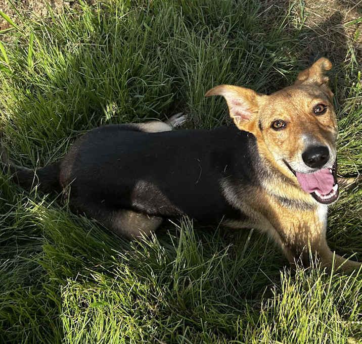 Enlarge Noodle, a Adoptable Mixed Breed in Brownstown, IN image 2/4