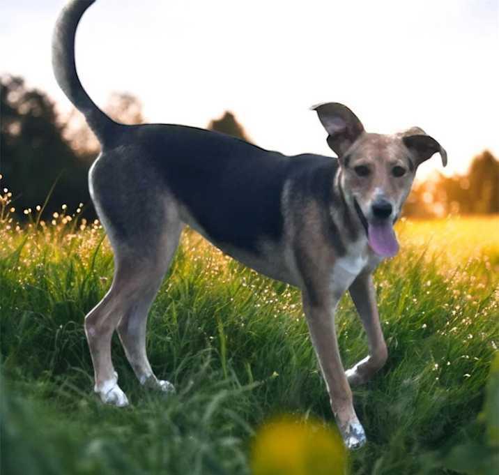 Enlarge Noodle, a Adoptable Mixed Breed in Brownstown, IN image 3/4