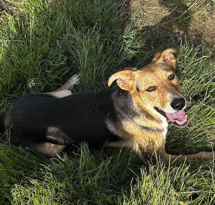 Enlarge Noodle, a Adoptable Mixed Breed in Brownstown, IN image 4/4
