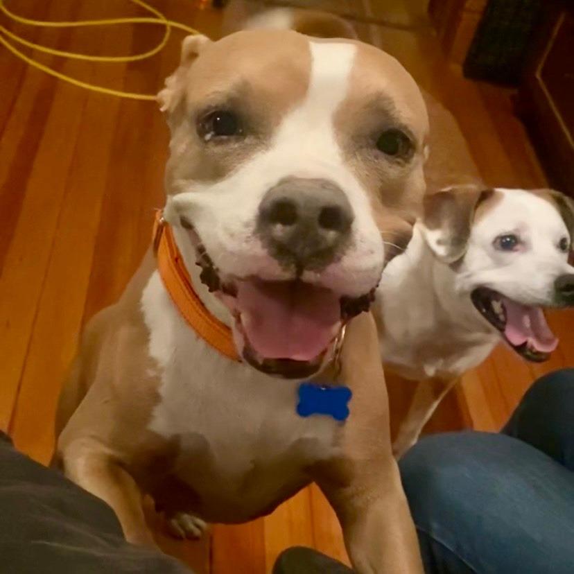 Eloisa, Adoptable, Adult Female Terrier.