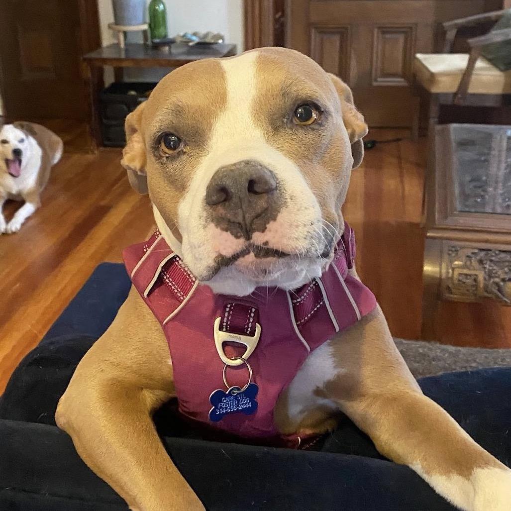 Enlarge Eloisa, a Adoptable Terrier in St. Louis, MO image 2/6