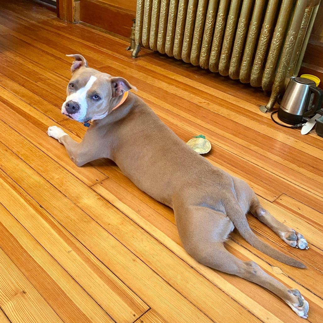 Eloisa, a Adoptable Terrier in St. Louis, MO image 2/6