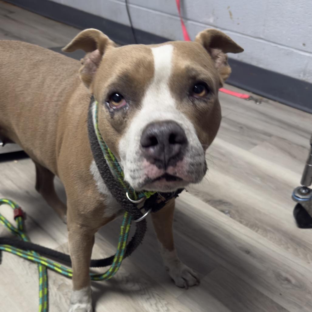 Eloisa, a Adoptable Terrier in St. Louis, MO image 3/6