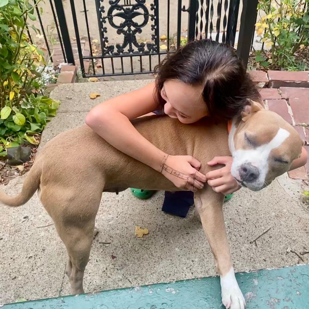 Eloisa, a Adoptable Terrier in St. Louis, MO image 4/6