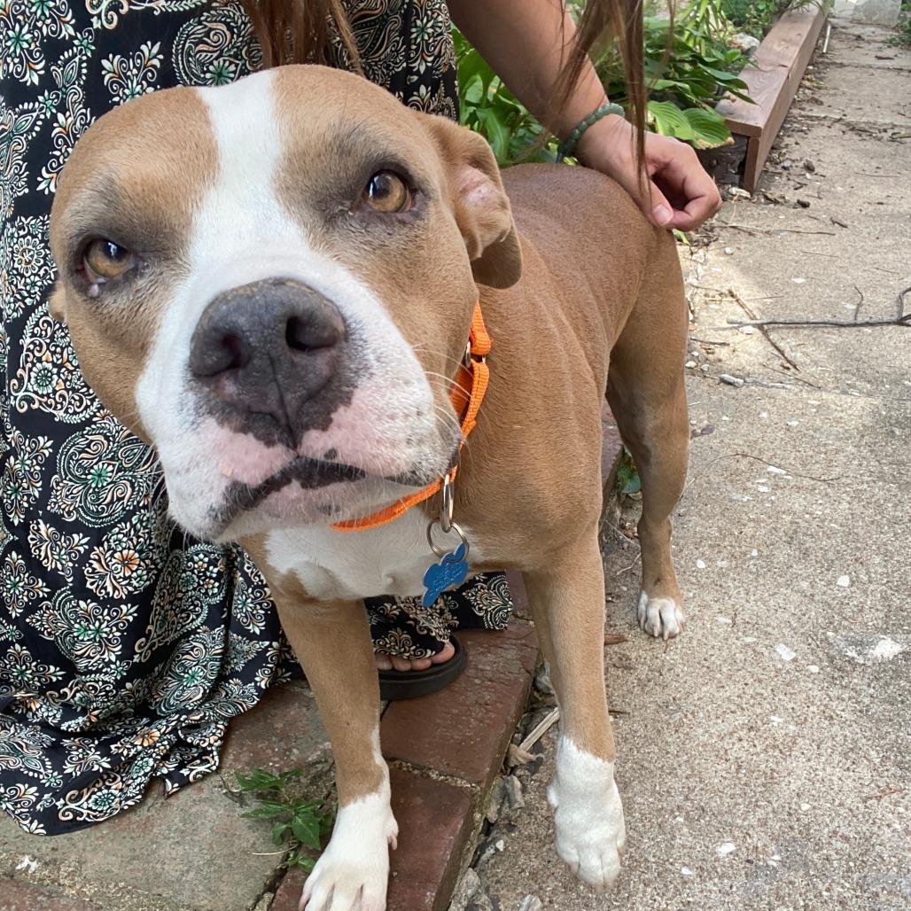 Eloisa, a Adoptable Terrier in St. Louis, MO image 5/6