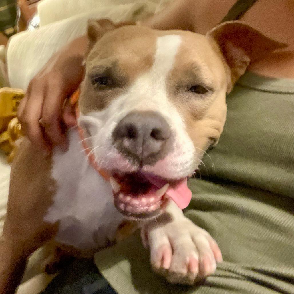 Eloisa, a Adoptable Terrier in St. Louis, MO image 6/6