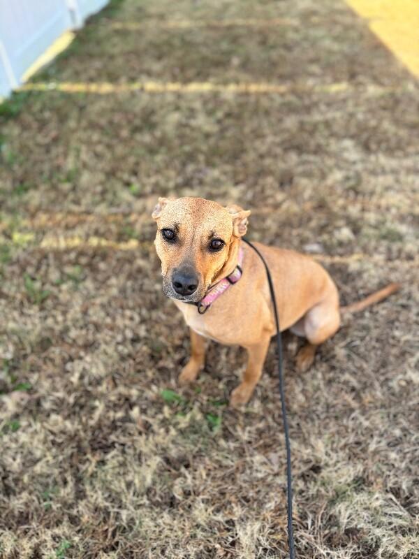 Deb, Adoptable, Adult Female Terrier & Mixed Breed.