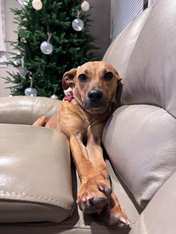 Enlarge Deb, a Adoptable mixed breed in Berkeley Heights, NJ image 3/6