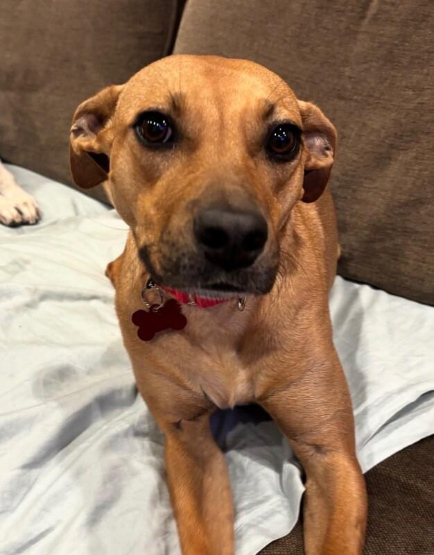 Enlarge Deb, a Adoptable mixed breed in Berkeley Heights, NJ image 4/6