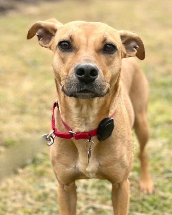 Enlarge Deb, a Adoptable mixed breed in Berkeley Heights, NJ image 5/6