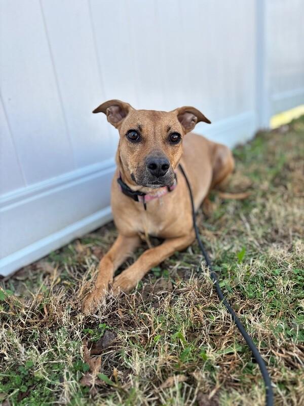 Enlarge Deb, a Adoptable mixed breed in Berkeley Heights, NJ image 6/6